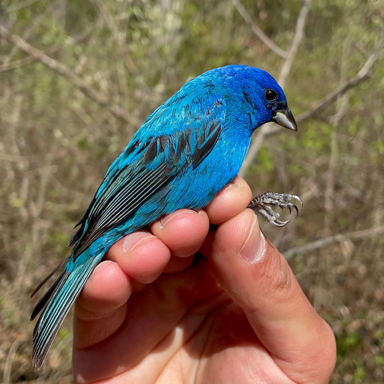 About the Native Plants are for the Birds campaign on Bonfire 2
