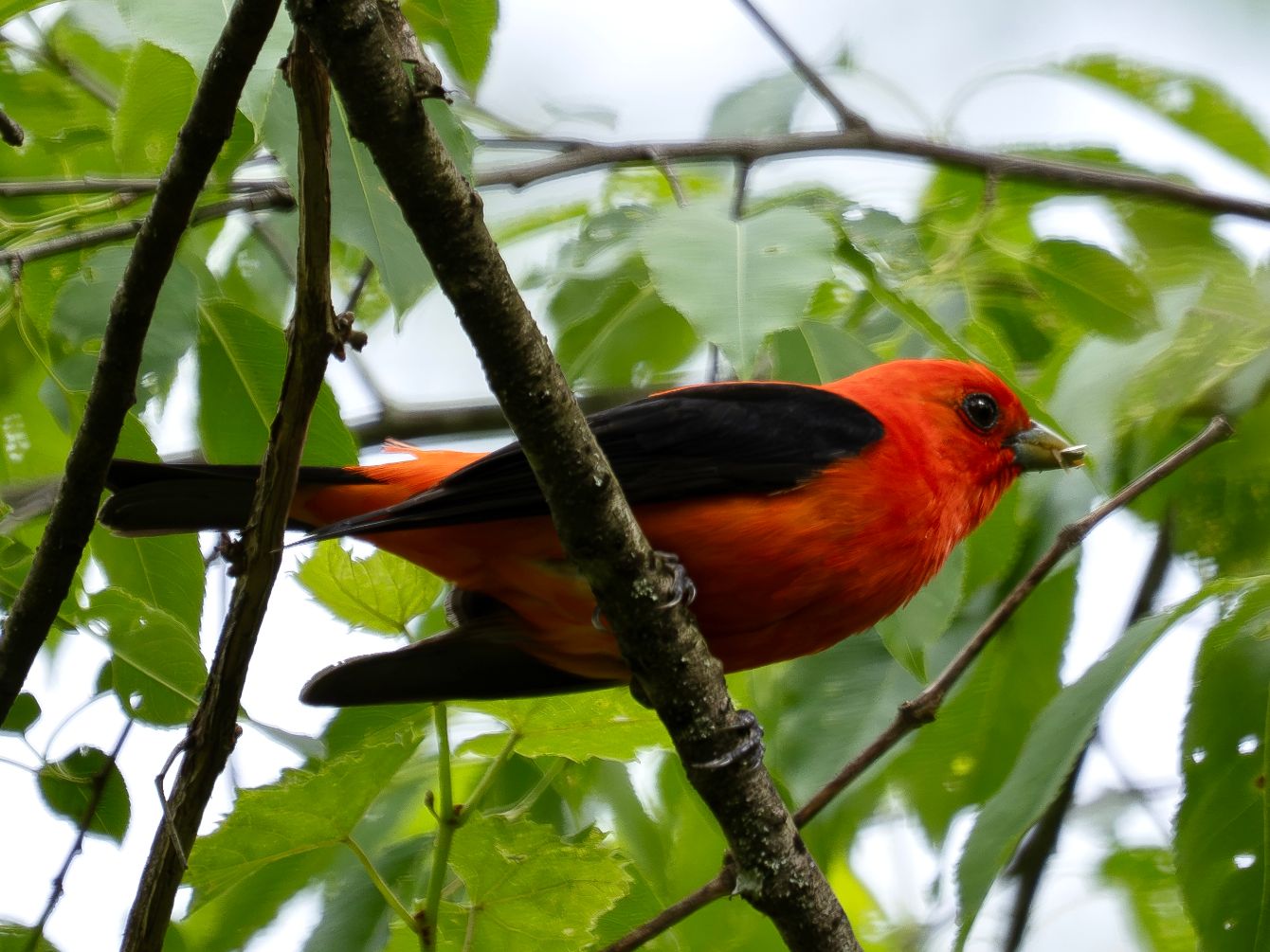 About the Native Plants are for the Birds campaign on Bonfire 3