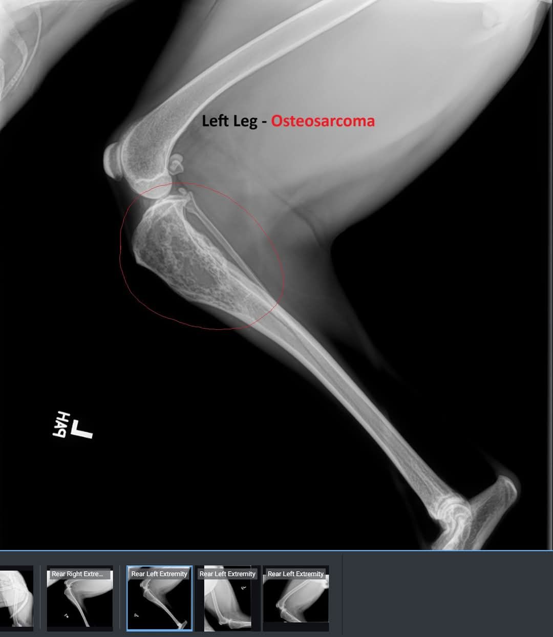 About the F*ck Cancer Greyhound Tee campaign on Bonfire 3