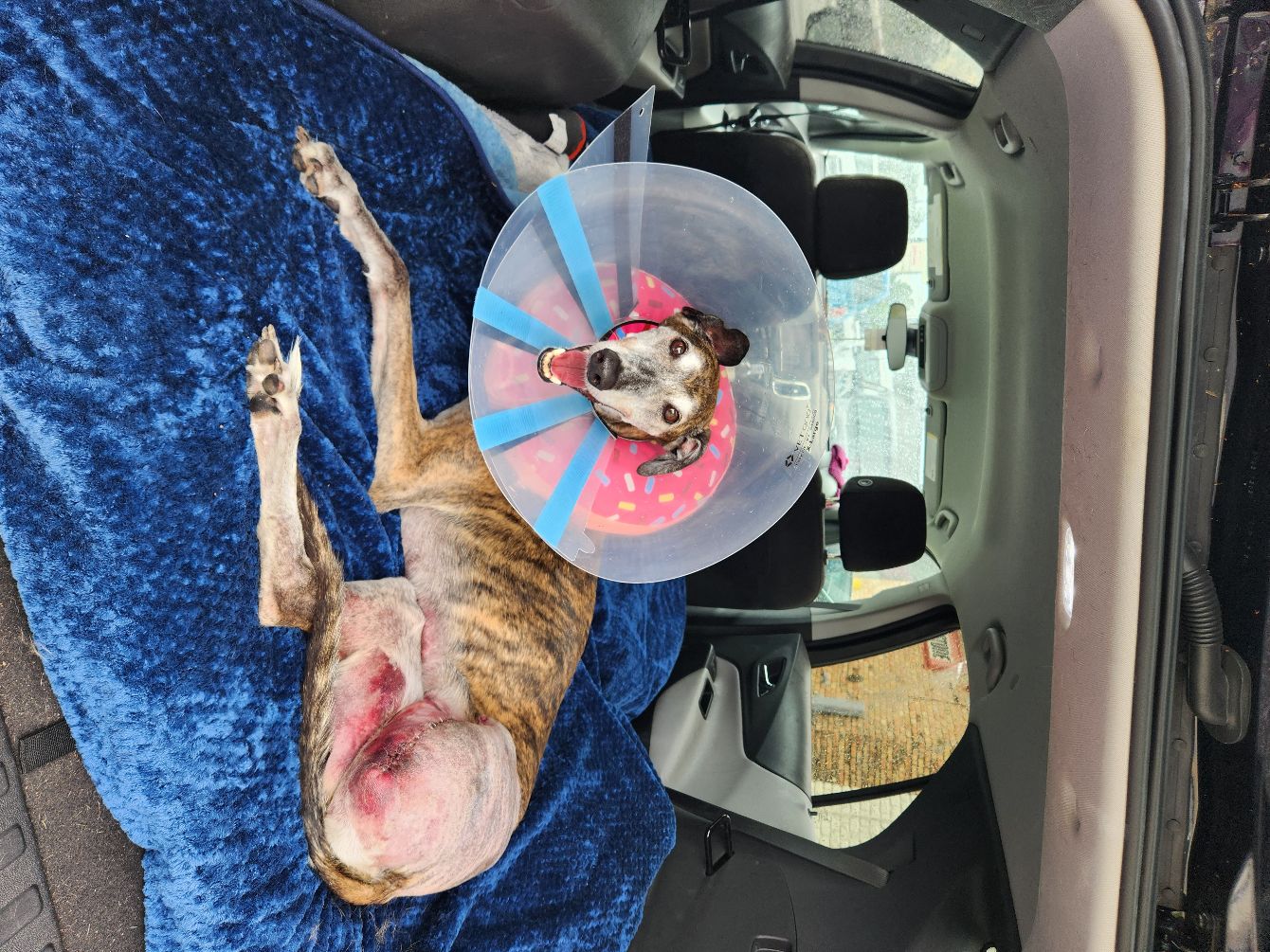 About the F*ck Cancer Greyhound Tee campaign on Bonfire 2