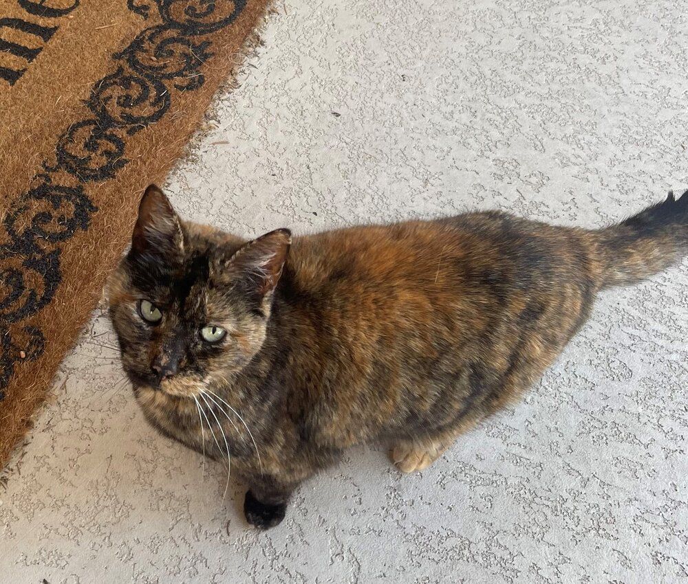 About the Feline Family campaign on Bonfire 2