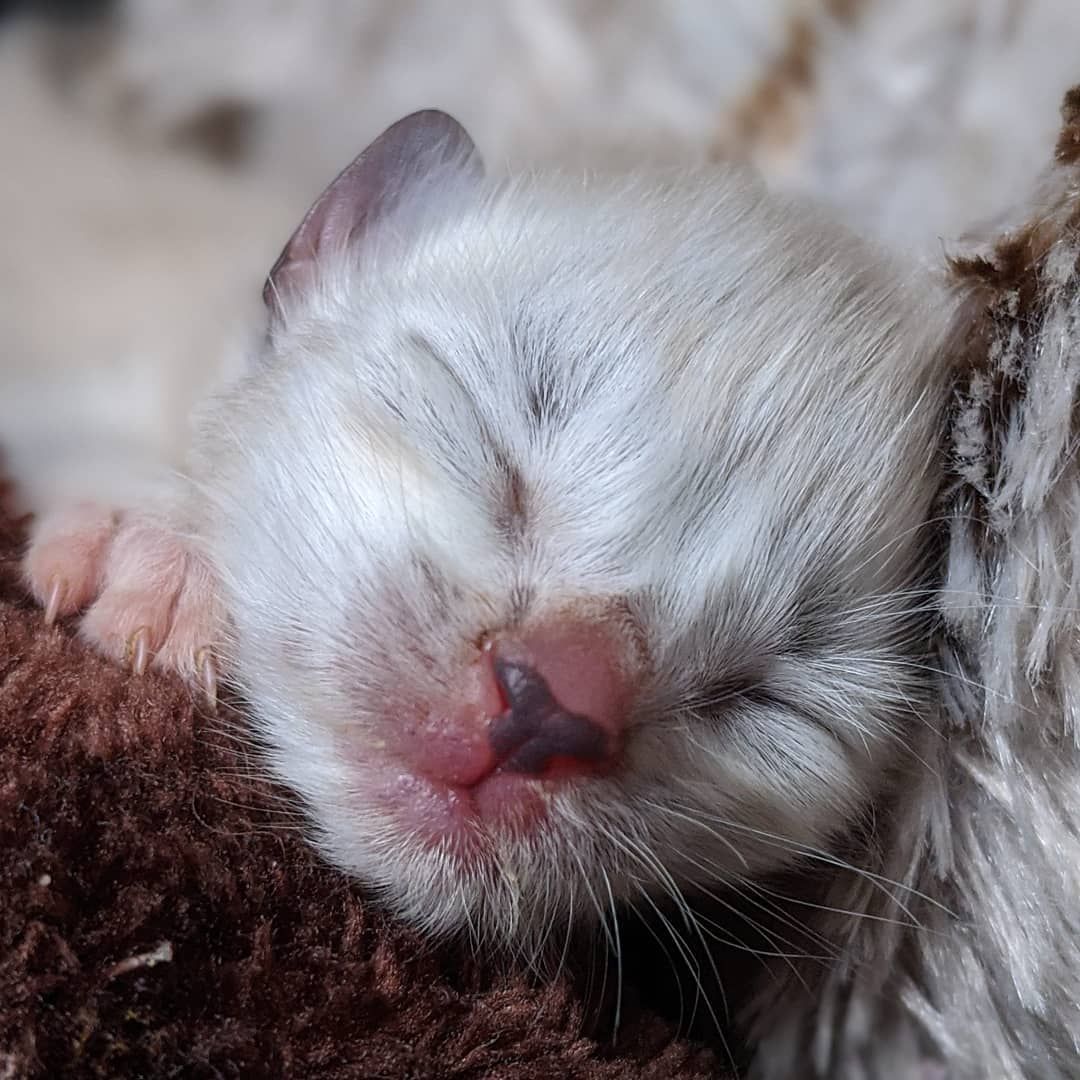 About the Kitten Alliance Merchandise campaign on Bonfire 2