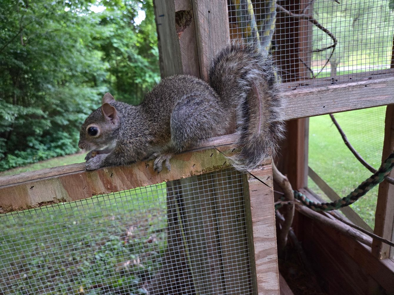 About the The Burrow Wildlife Rehabilitation&nbsp; campaign on Bonfire 2