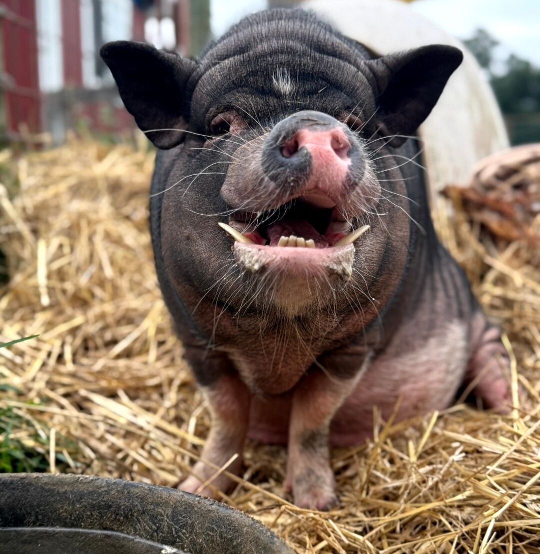 About the  campaign on Bonfire 3