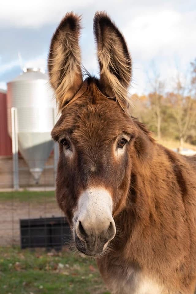 About the  campaign on Bonfire 11