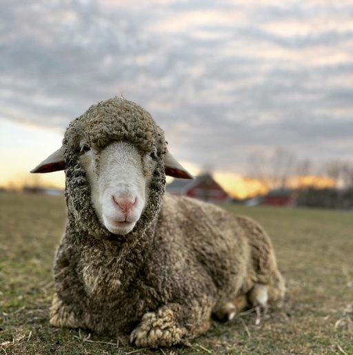 About the  campaign on Bonfire 7