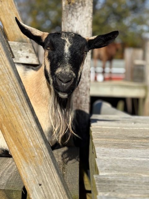 About the  campaign on Bonfire 10