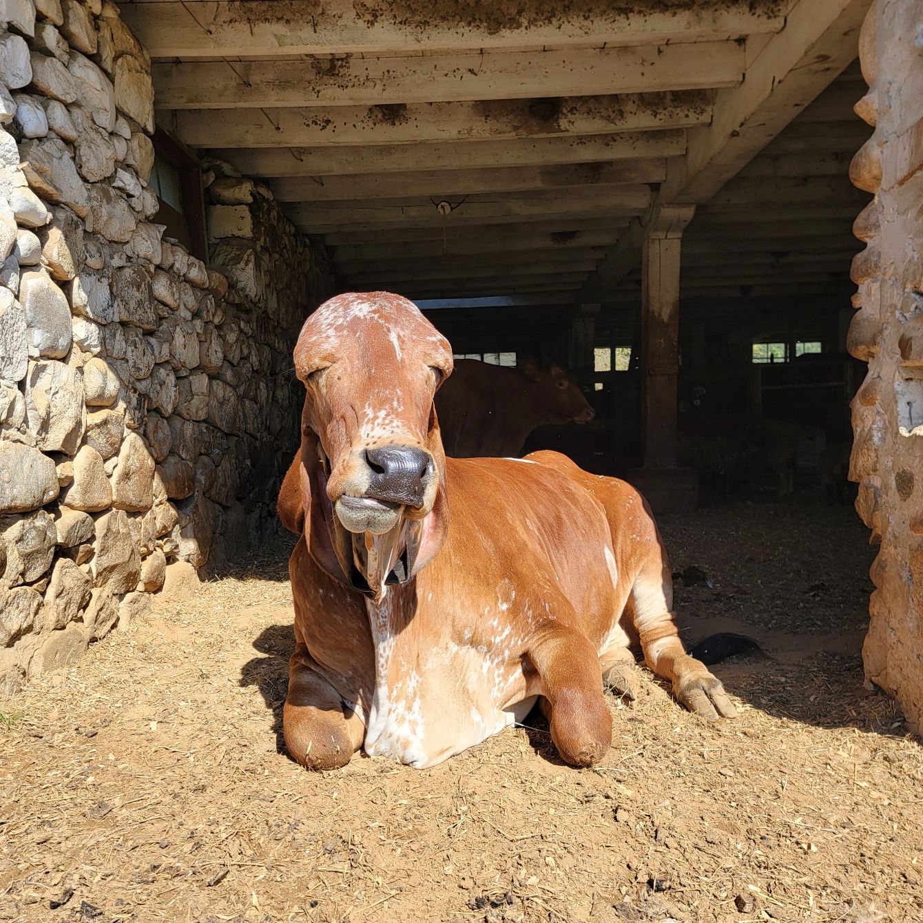 About the  campaign on Bonfire 8