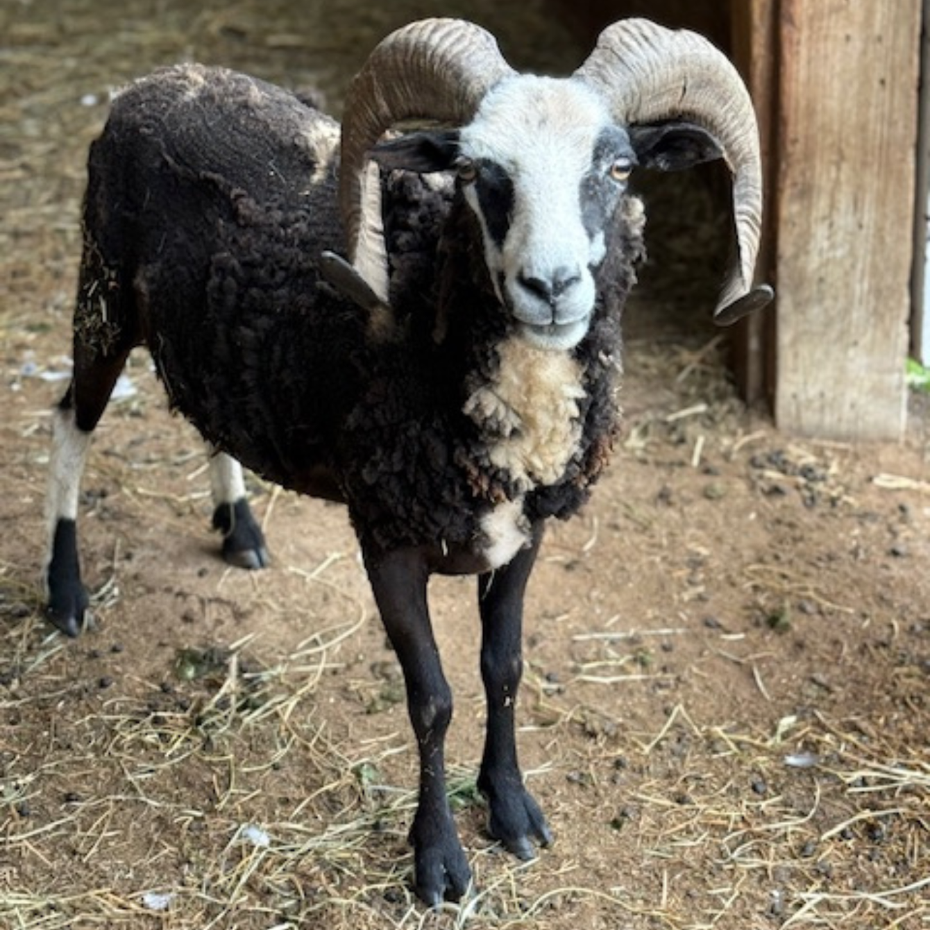 About the  campaign on Bonfire 19