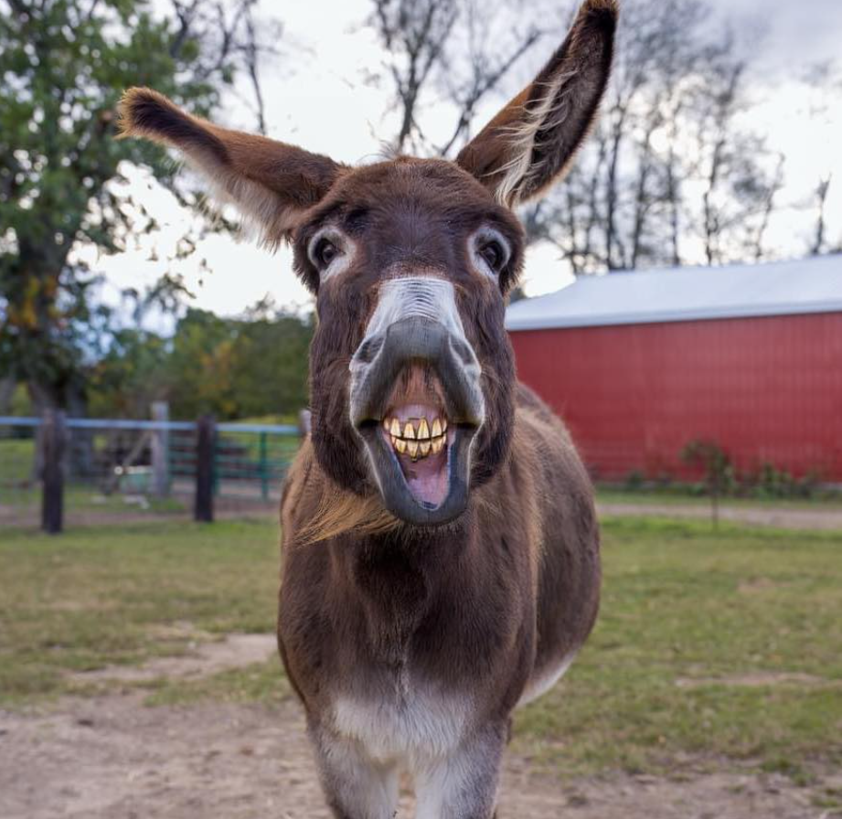 About the  campaign on Bonfire 18