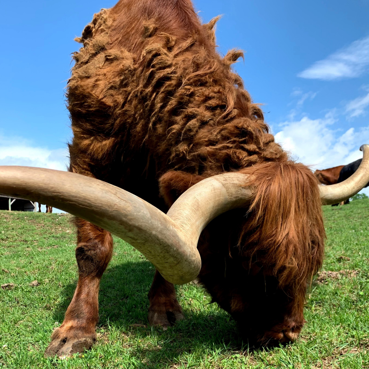 About the  campaign on Bonfire 9