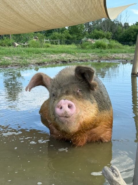 About the  campaign on Bonfire 16