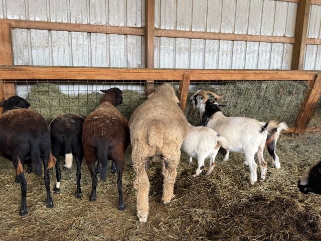 About the  campaign on Bonfire 6