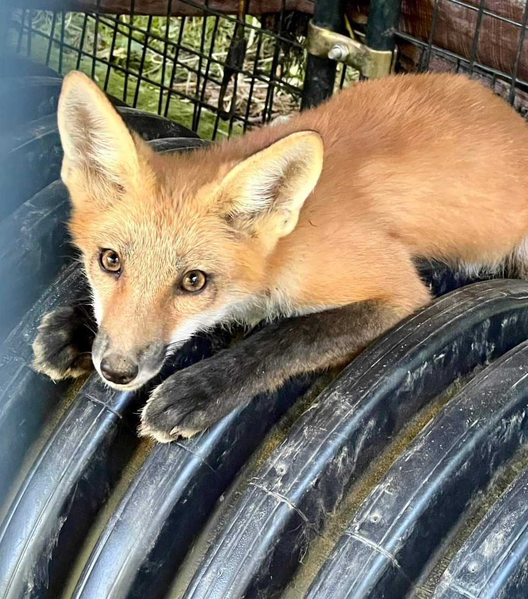 About the For Fox Sake! campaign on Bonfire 2