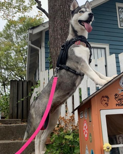 About the Quarter Zip MUSH Rescue campaign on Bonfire 2