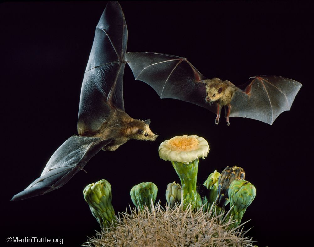 About the Win Friends, Not Battles campaign on Bonfire 4