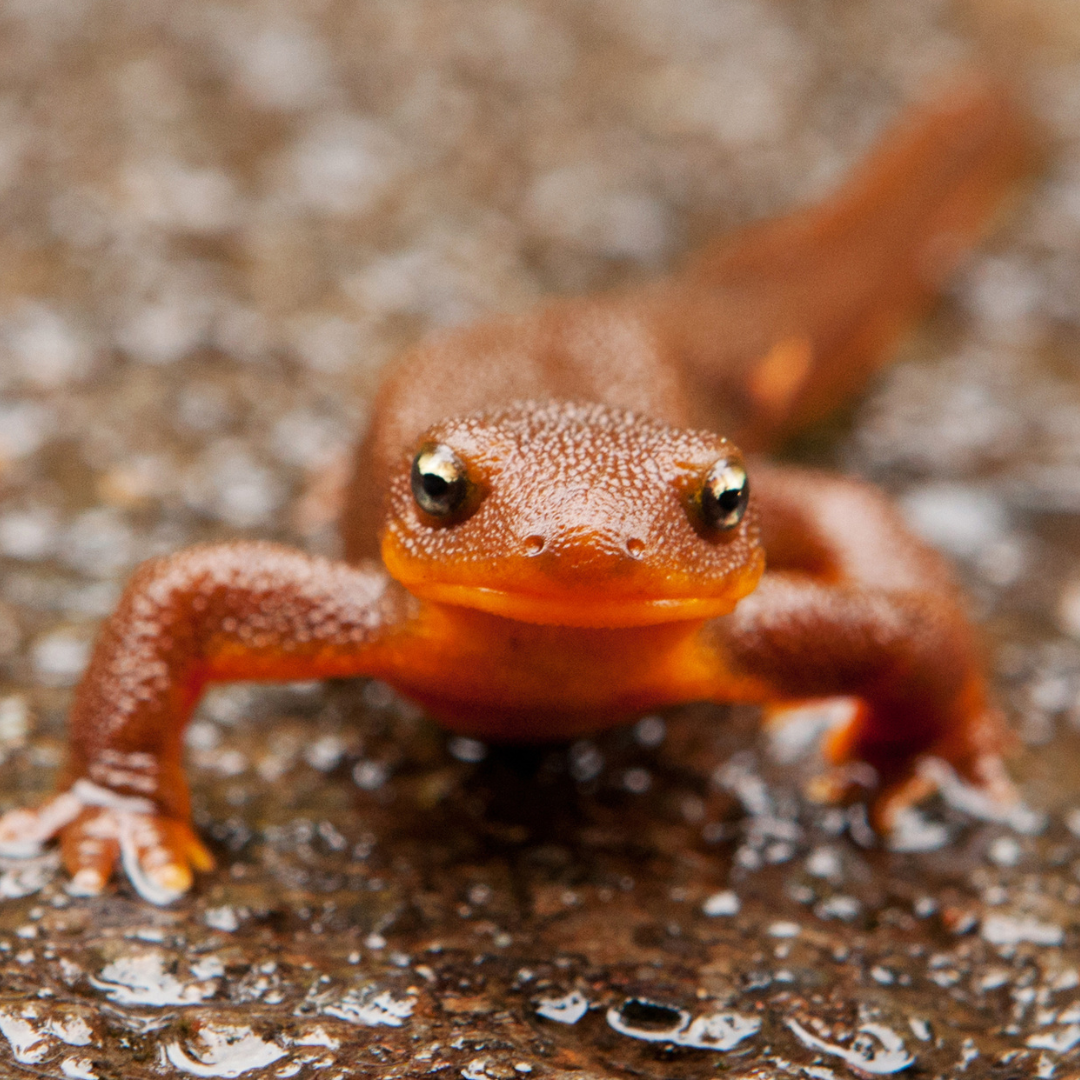 About the Wildlife of Alaska campaign on Bonfire 6