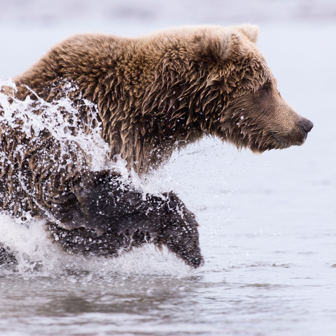 About the Wildlife of Alaska campaign on Bonfire 2