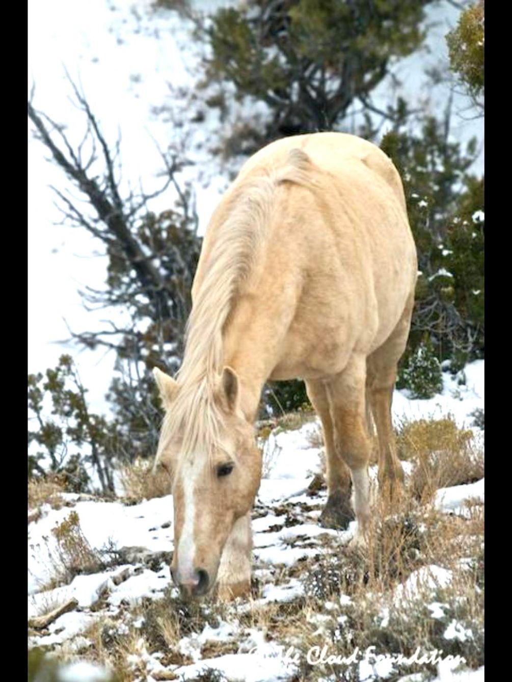 About the Born to Be Forever Wild campaign on Bonfire 2