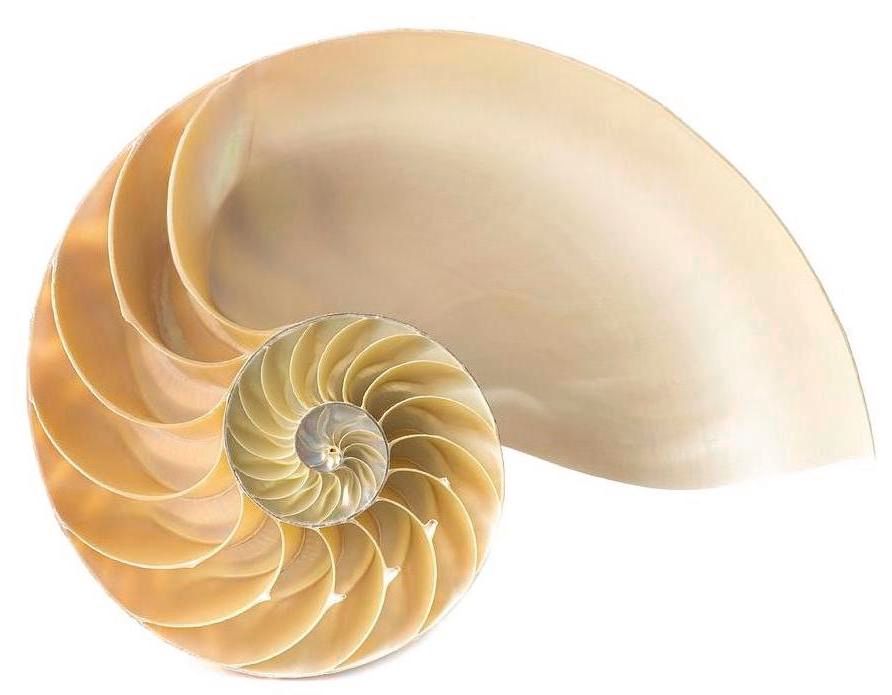 About the Nautilus of Time campaign on Bonfire 5