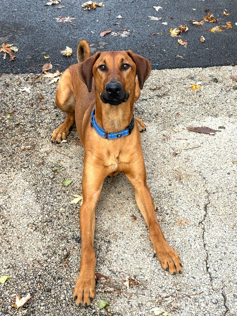 About the Bootleg Canines campaign on Bonfire 2