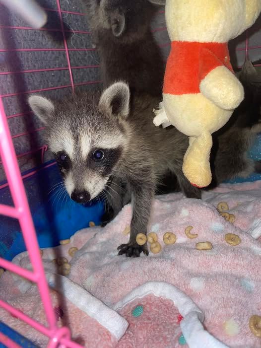 About the Wear to Care: Western KY Wildlife Merch campaign on Bonfire 2