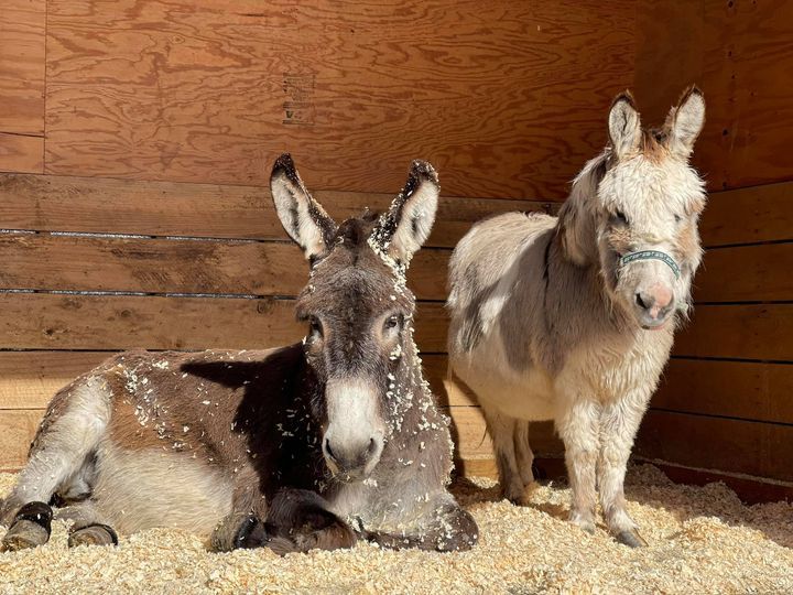 About the Our Donkeys are truly Bad Ass.&nbsp; campaign on Bonfire 2