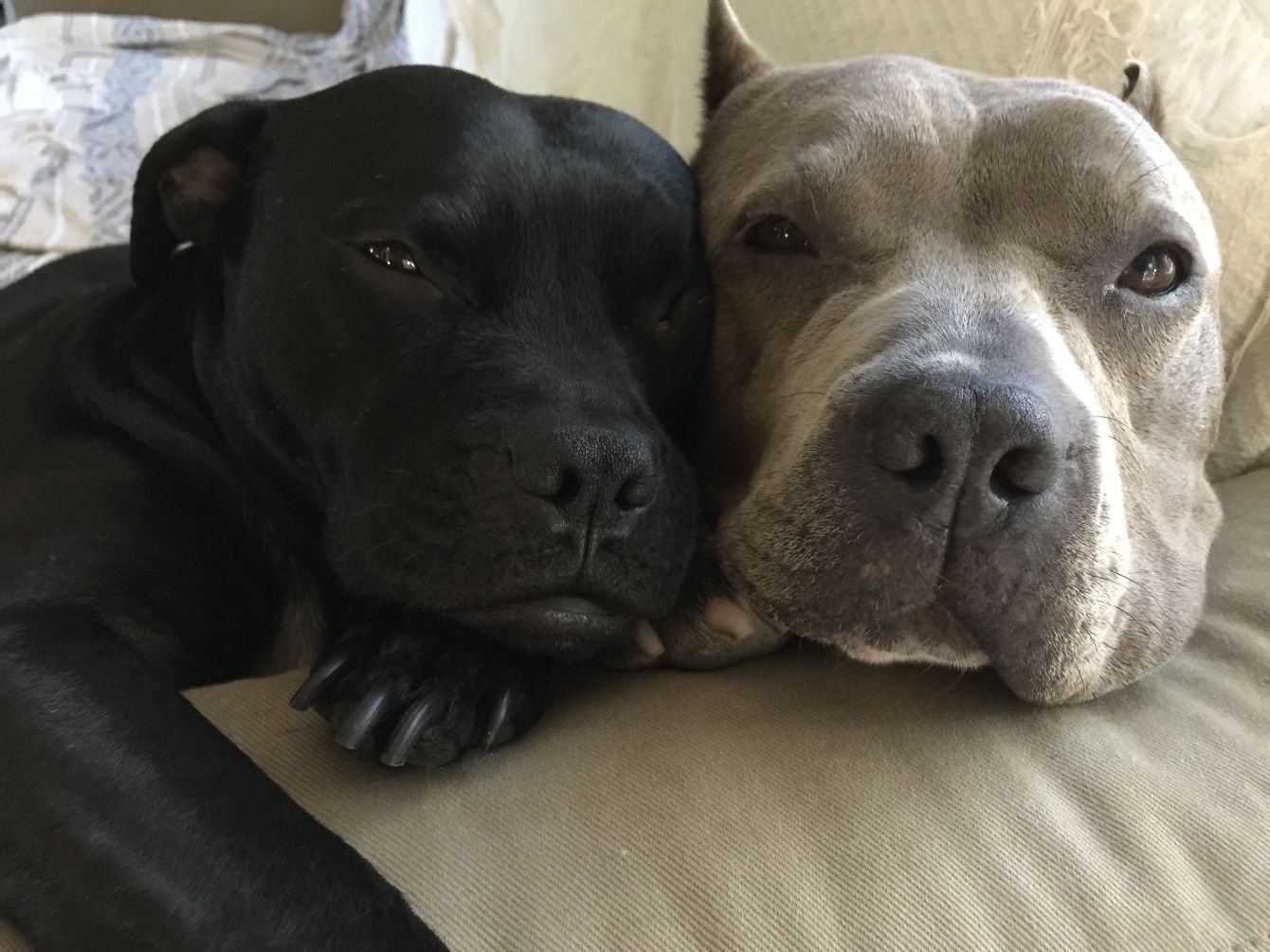 About the Sally and Todd campaign on Bonfire 3