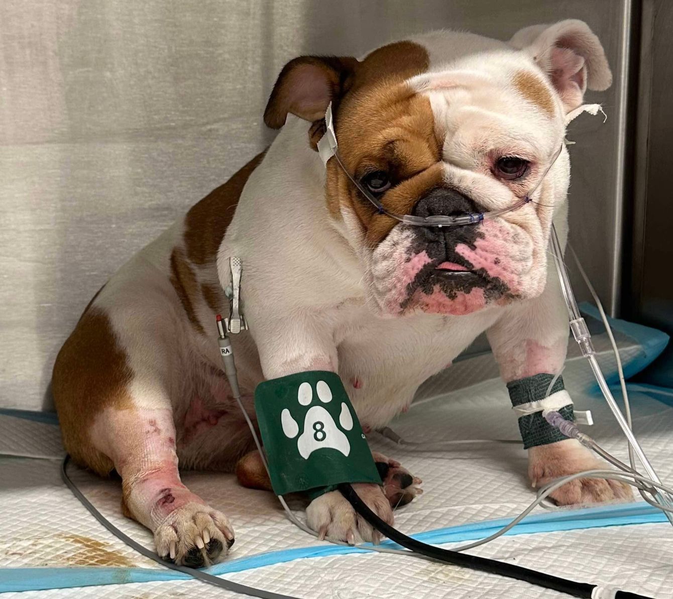 About the #JusticeForReba campaign on Bonfire 2