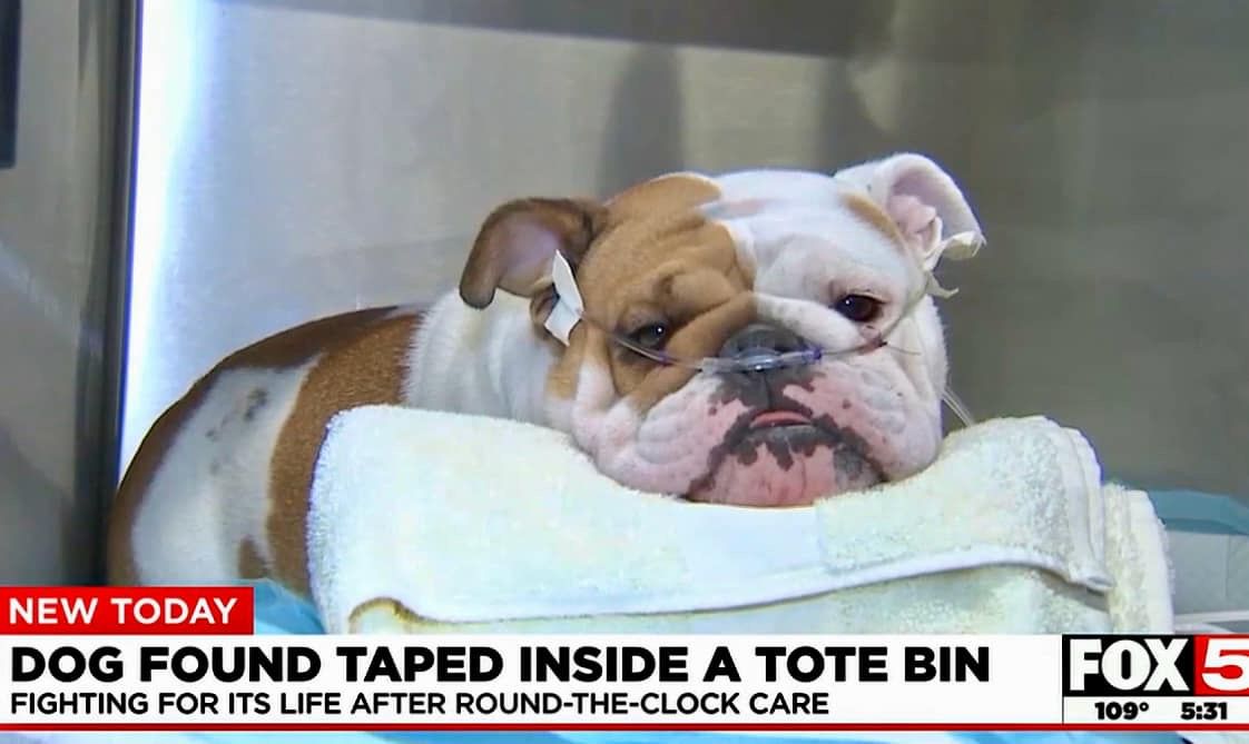 About the #JusticeForReba campaign on Bonfire 3