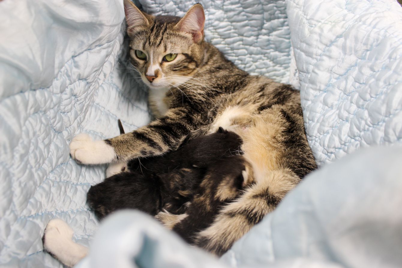 About the Simply Cats Logo campaign on Bonfire 2