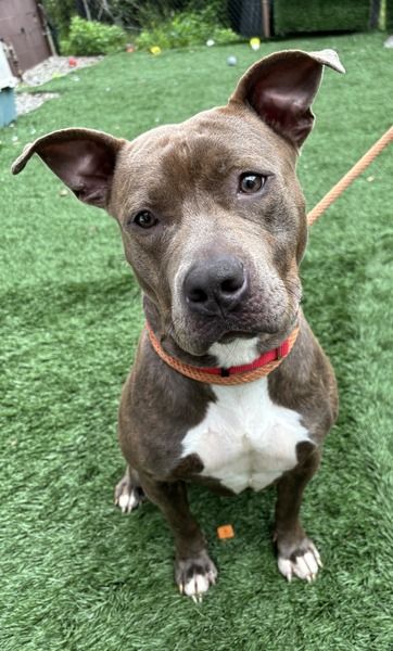 About the PGH, Pierogies, Pitbulls campaign on Bonfire 2