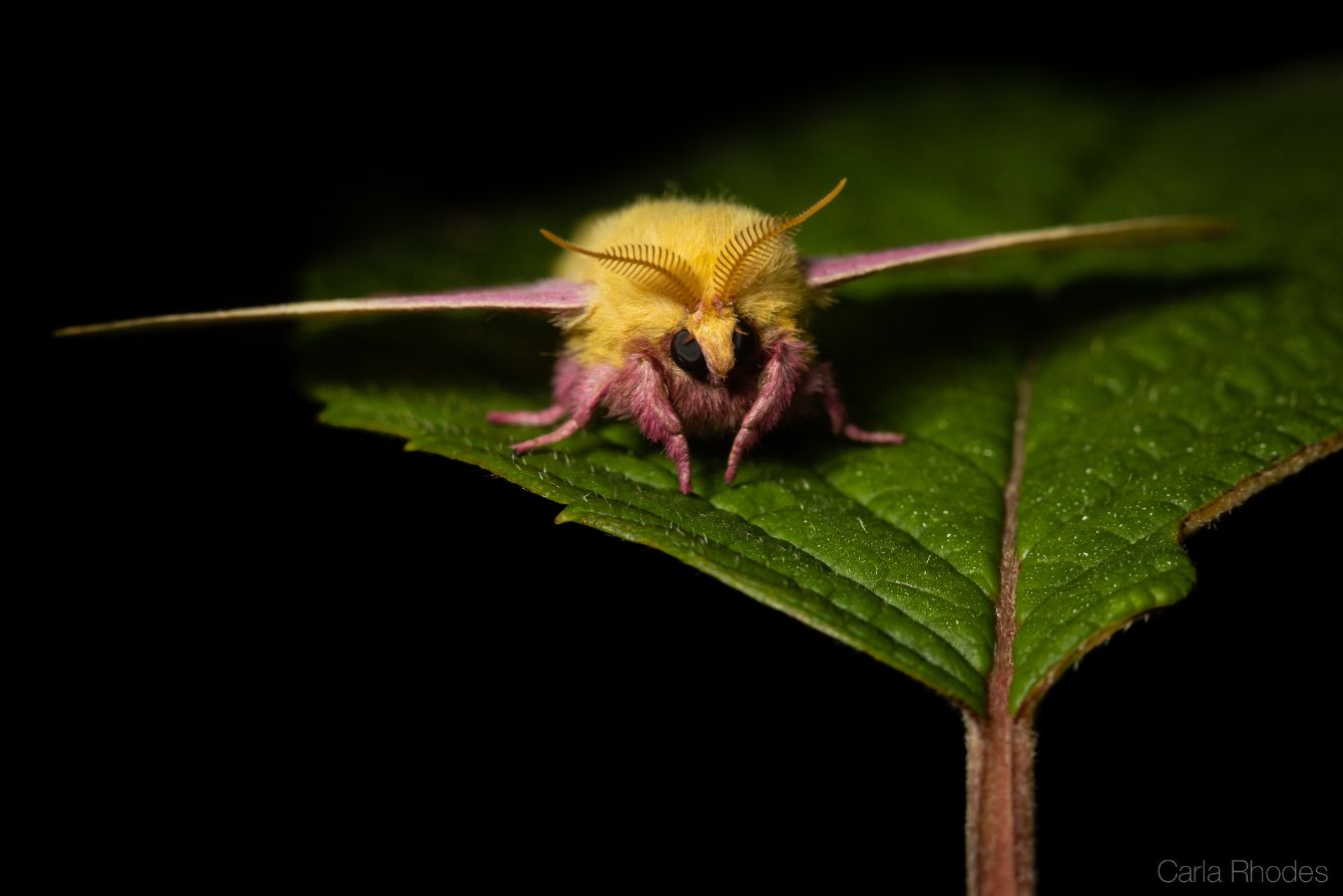 Cute, colorful moth has appetite for maple leaves, Outdoors