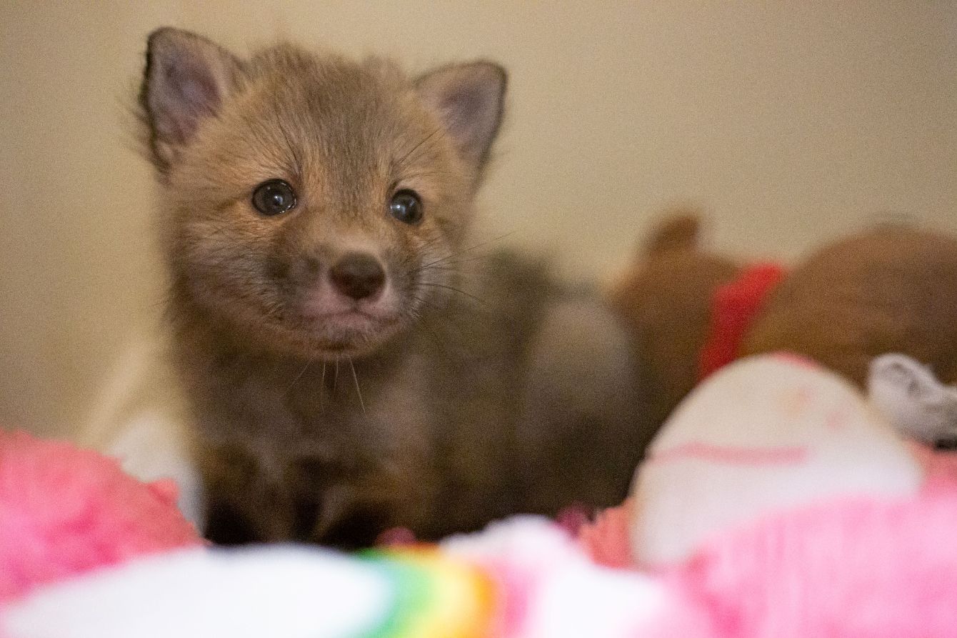 About the Festive Fox campaign on Bonfire 2