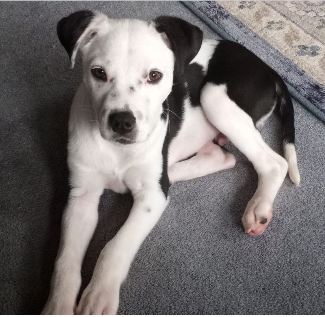 About the Rosalie and Friends Fospice and Fixer-Uppers&nbsp; campaign on Bonfire 6