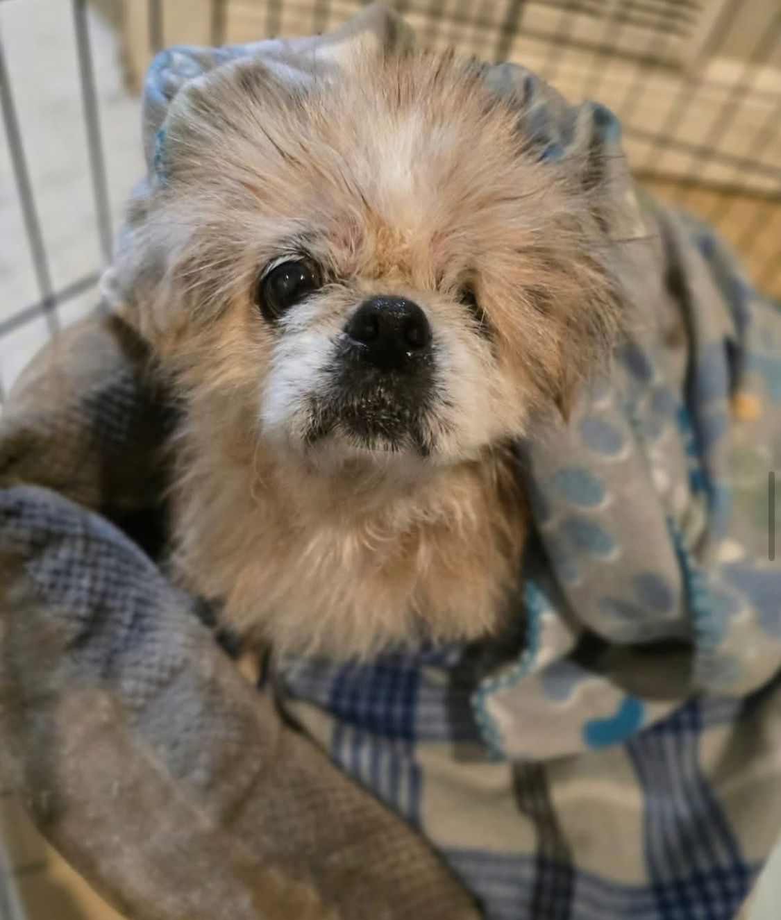 About the Rosalie and Friends Fospice and Fixer-Uppers&nbsp; campaign on Bonfire 8