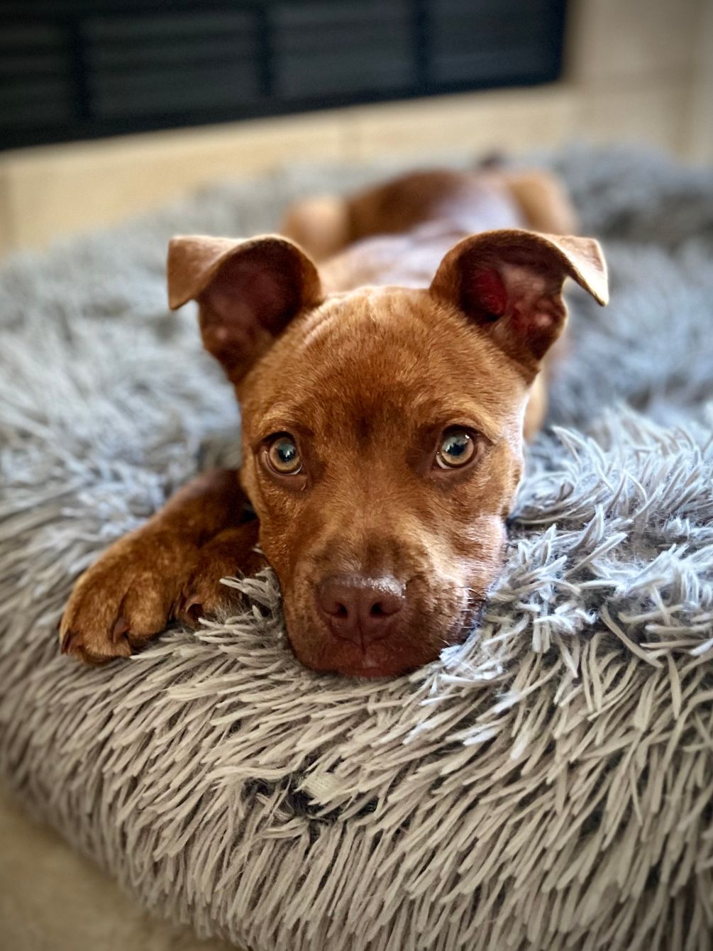 About the Rosalie and Friends Fospice and Fixer-Uppers&nbsp; campaign on Bonfire 4