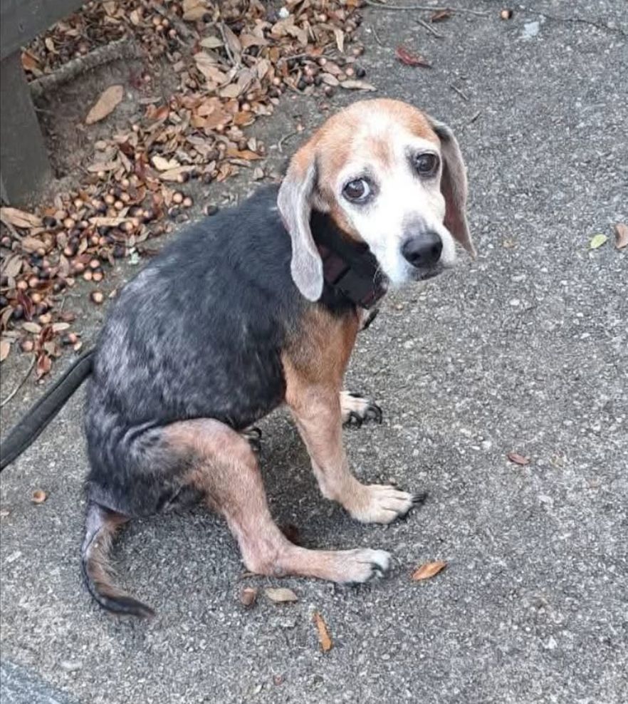 About the Rosalie and Friends Fospice and Fixer-Uppers&nbsp; campaign on Bonfire 5