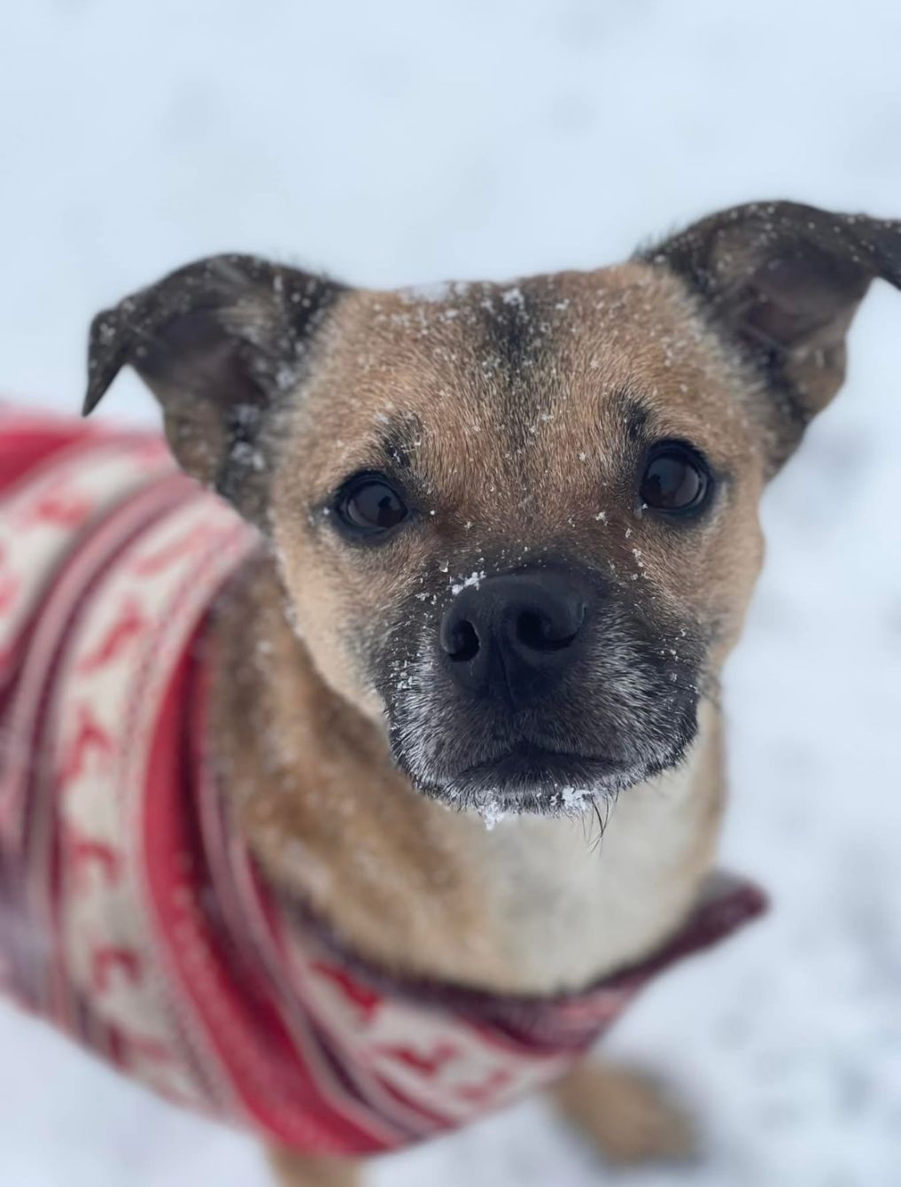 About the Rosalie and Friends Fospice and Fixer-Uppers&nbsp; campaign on Bonfire 3