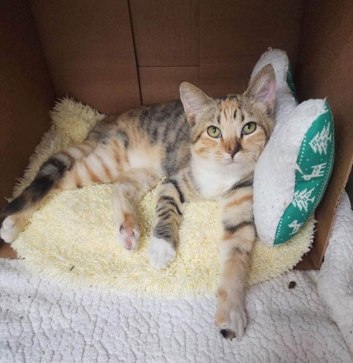 About the Rosalie and Friends Fospice and Fixer-Uppers&nbsp; campaign on Bonfire 7