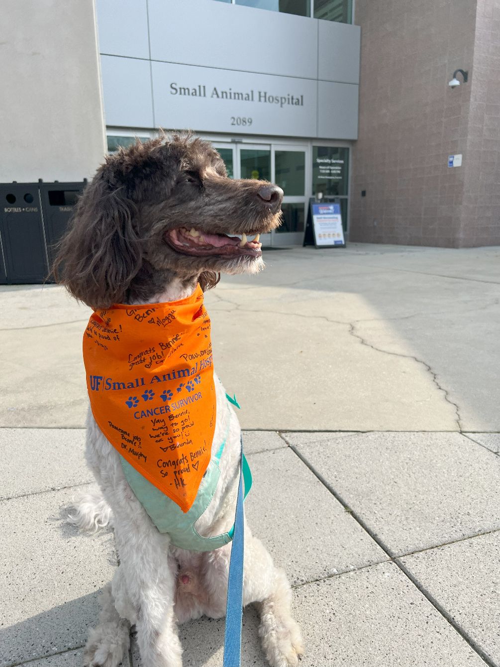 About the Be Like Ben - Good Doggo campaign on Bonfire 4