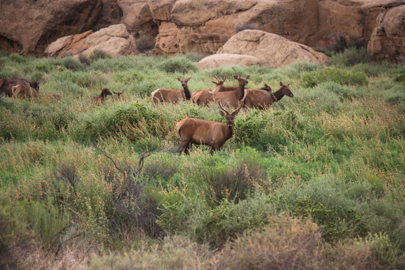 About the Chaco Lands & Nature Tee campaign on Bonfire 2