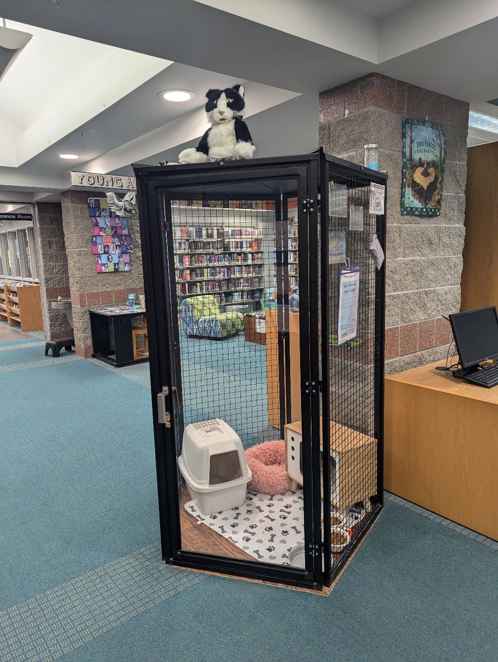 About the Celebrating 100 Library Kitten Adoptions campaign on Bonfire 3
