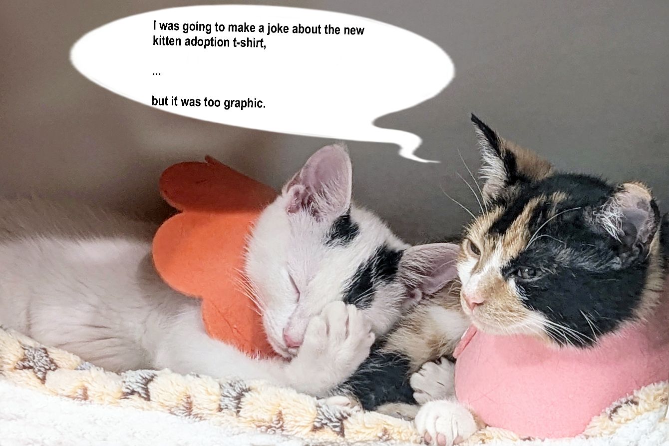 About the Celebrating 100 Library Kitten Adoptions campaign on Bonfire 2