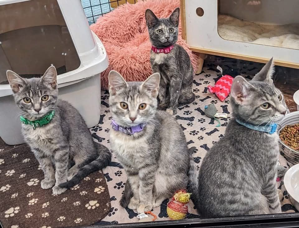 About the Celebrating 100 Library Kitten Adoptions campaign on Bonfire 4
