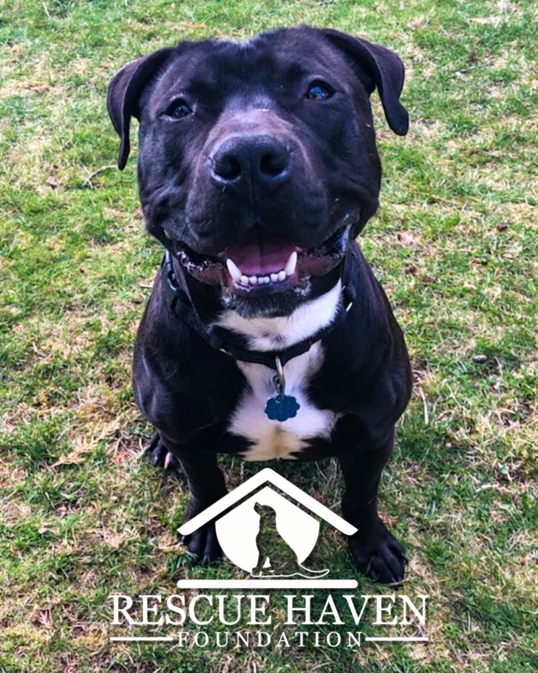 Dog Rescue Redefined Bonfire