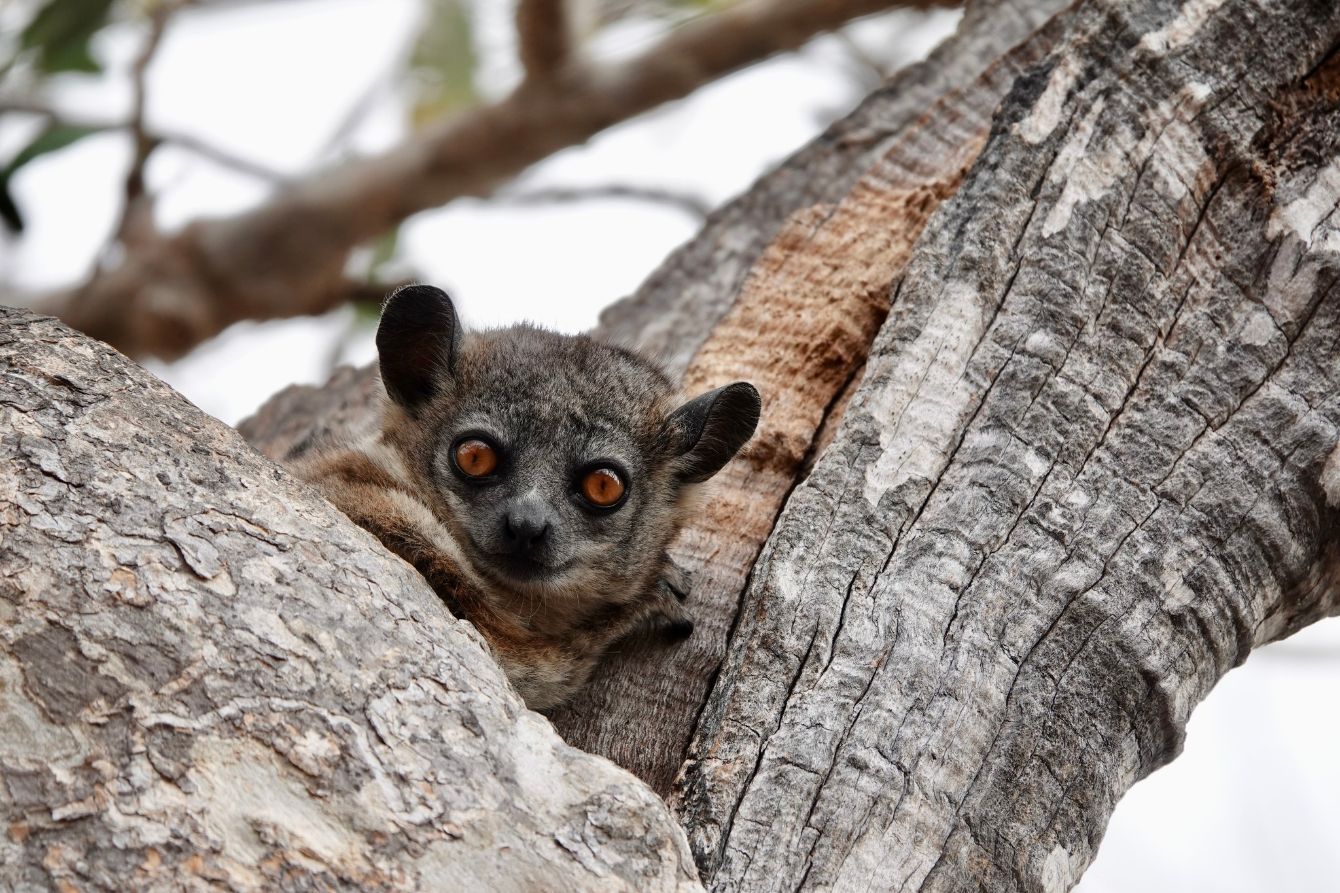 About the Aye-aye and Mouse Lemur in Madagascar campaign on Bonfire 4