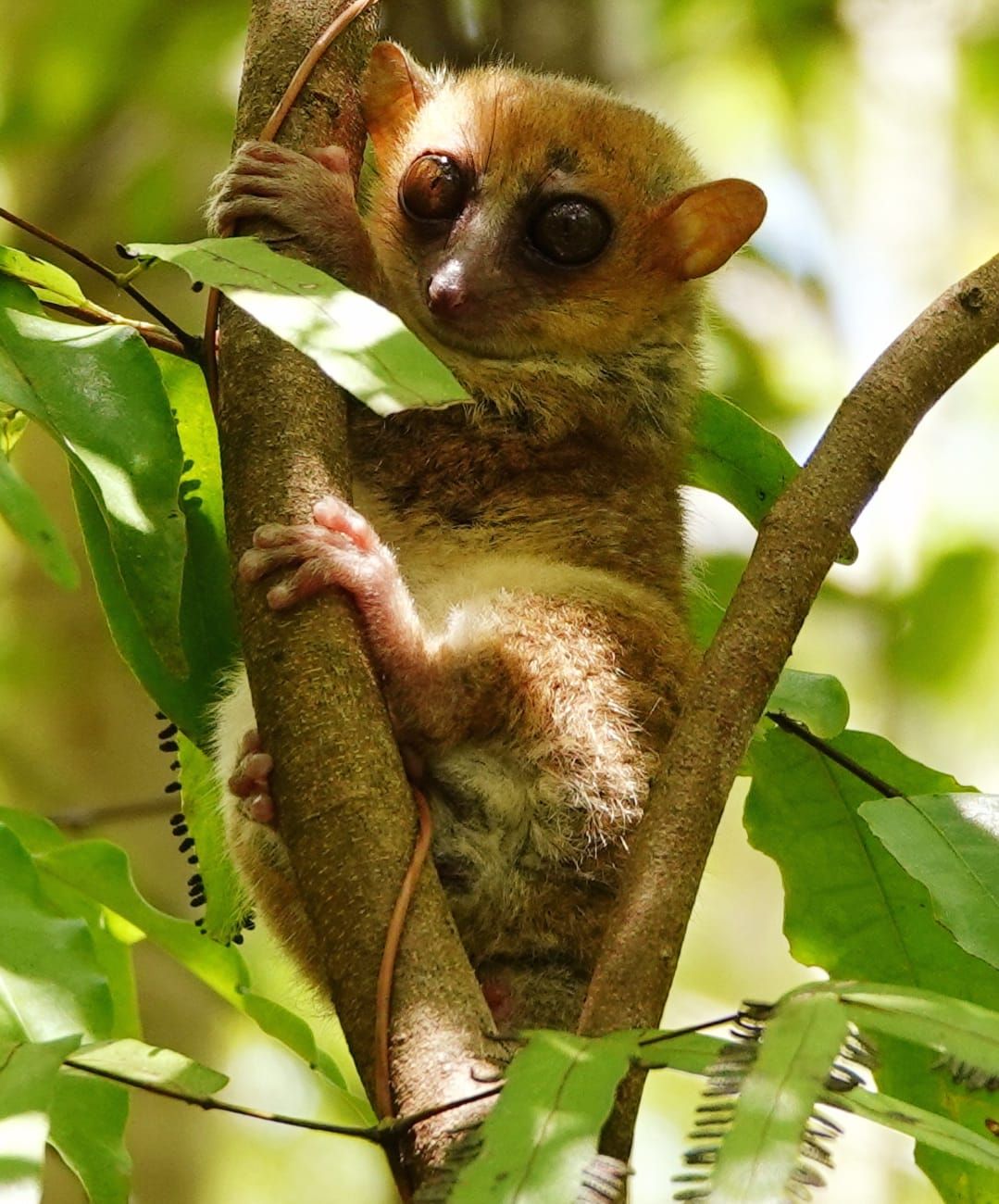 About the Aye-aye and Mouse Lemur in Madagascar campaign on Bonfire 3