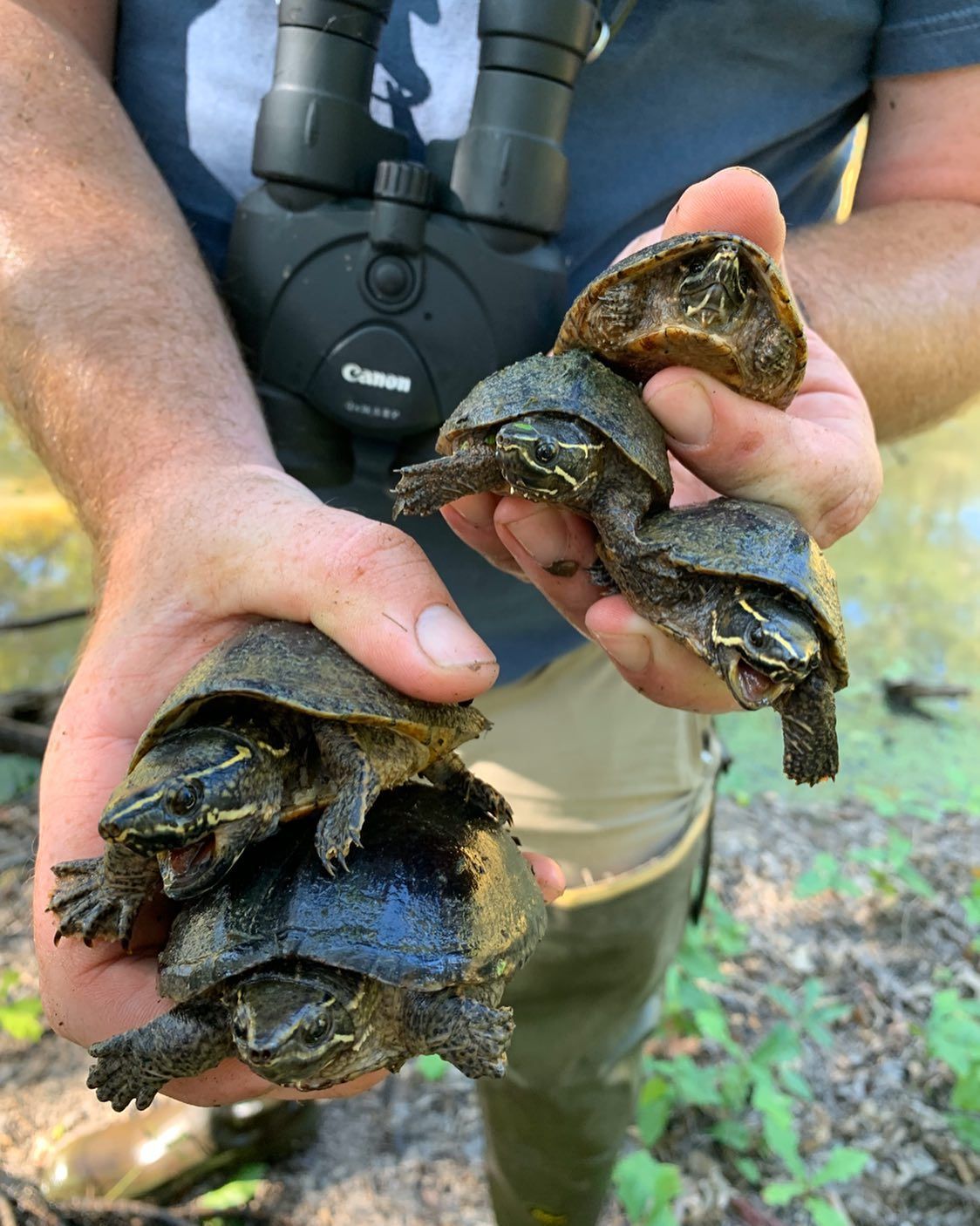 Alligator Snapper Turtles Bonfire