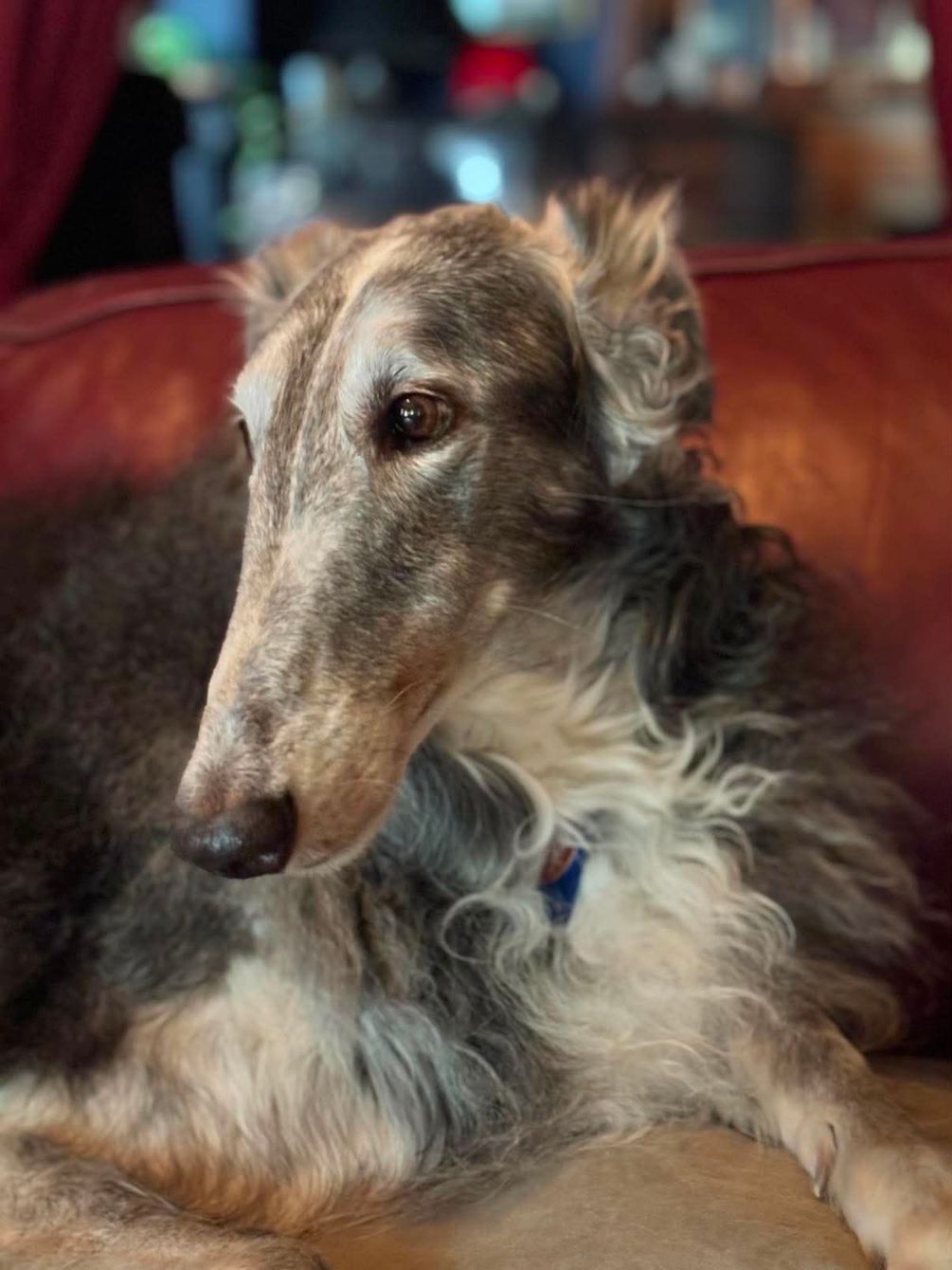 About the Borzoi Soul campaign on Bonfire 2